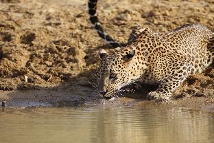 Yala Sri Lanka Promo Code Agoda.com