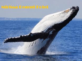 Mirissa Sri Lanka Promo Code Agoda.com