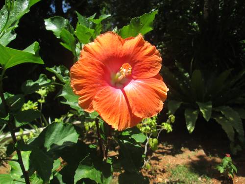 Hikkaduwa Sri Lanka Promo Code Booking.com