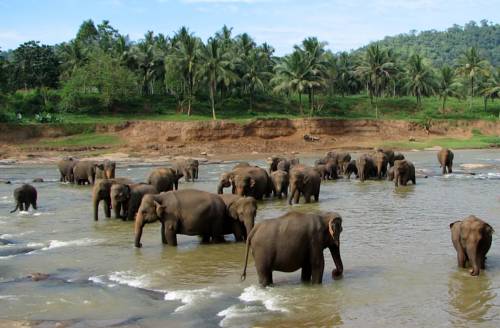 Pinnawala Sri Lanka Promo Code Booking.com