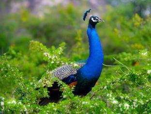 Yala Sri Lanka Promo Code Agoda.com