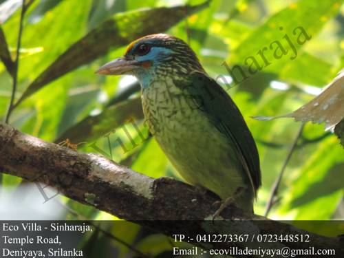 Deniyaya Sri Lanka Promo Code Booking.com