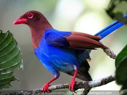 Singaraja rain forest Sri Lanka Promo Code Booking.com