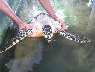 Hikkaduwa Sri Lanka Promo Code Agoda.com