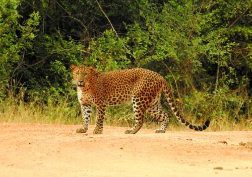 Yala Sri Lanka Promo Code Agoda.com