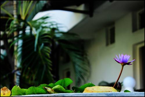 Mount Lavinia Sri Lanka Promo Code Booking.com