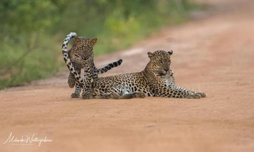 Yala Sri Lanka Promo Code Agoda.com